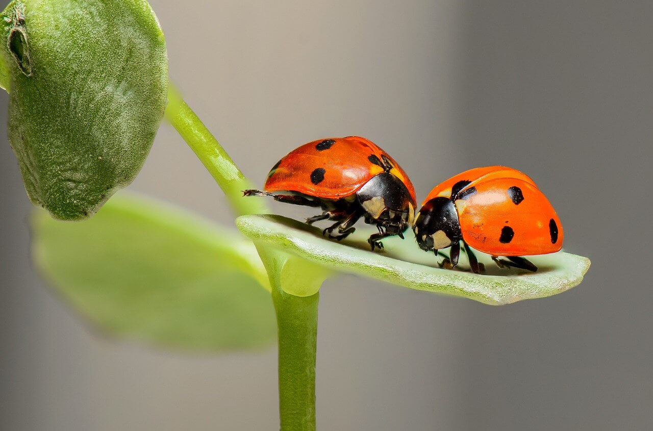 Macro Photography